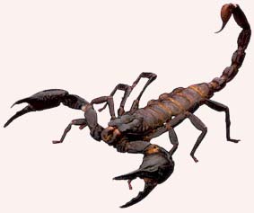 Scorpion picture here